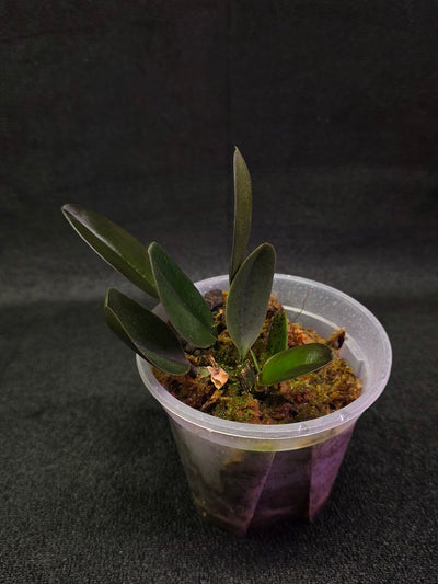 Bulbophyllum Blaoense #01