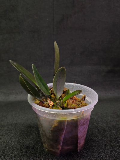 Bulbophyllum Blaoense #01