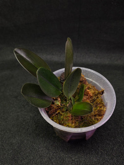 Bulbophyllum Blaoense #01