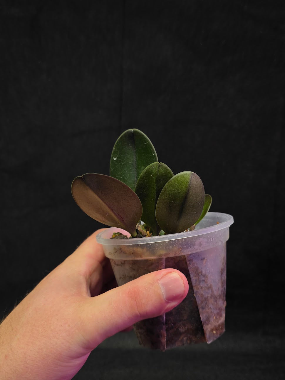 Bulbophyllum Blaoense #01