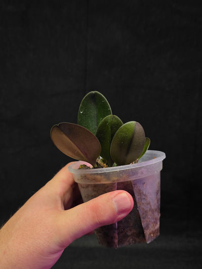 Bulbophyllum Blaoense #01