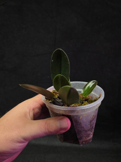 Bulbophyllum Blaoense #01