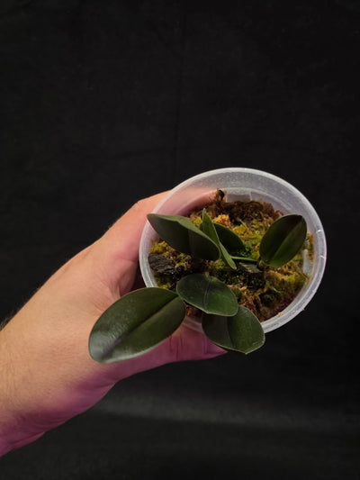 Bulbophyllum Blaoense #01