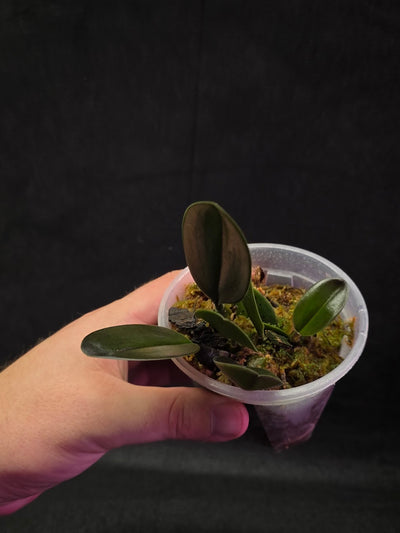 Bulbophyllum Blaoense #01