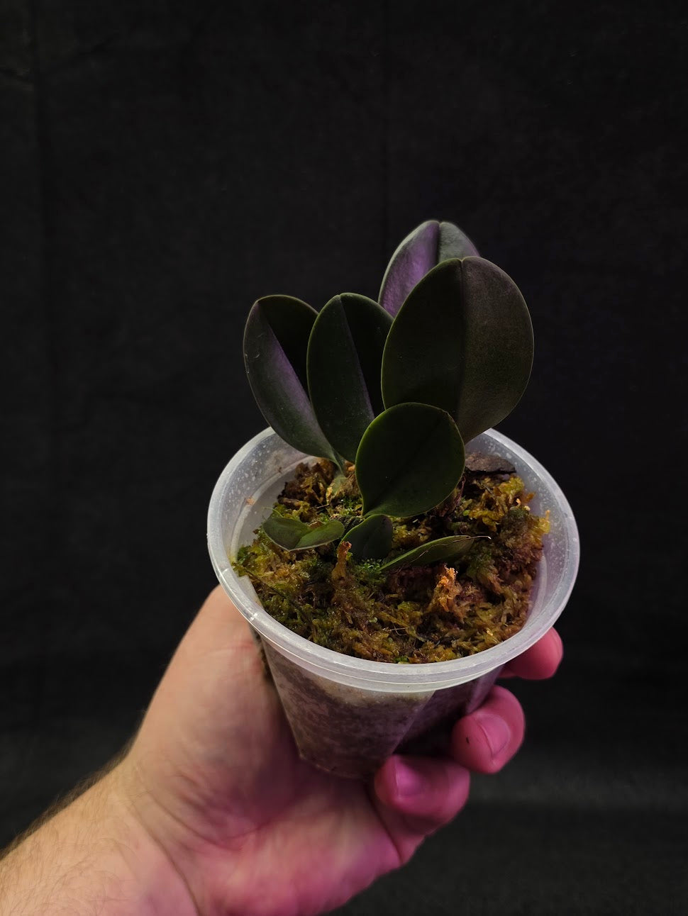 Bulbophyllum Blaoense #01
