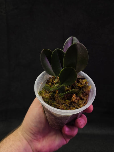 Bulbophyllum Blaoense #01