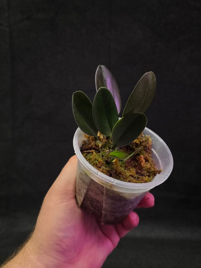 Bulbophyllum Blaoense #01