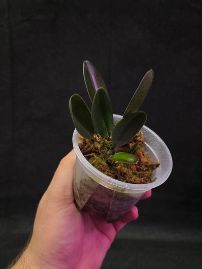 Bulbophyllum Blaoense #01