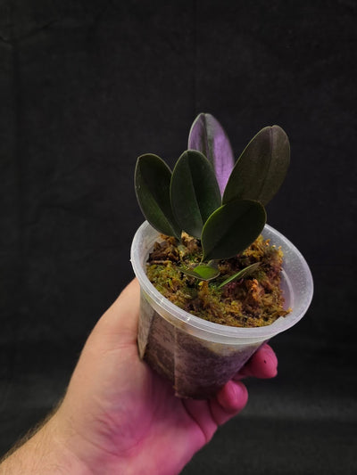 Bulbophyllum Blaoense #01