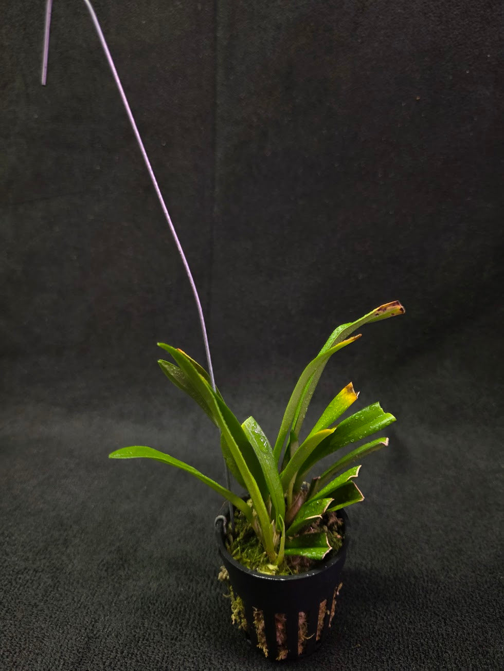 Dracula Saulii (Monkey Face Orchid) #01