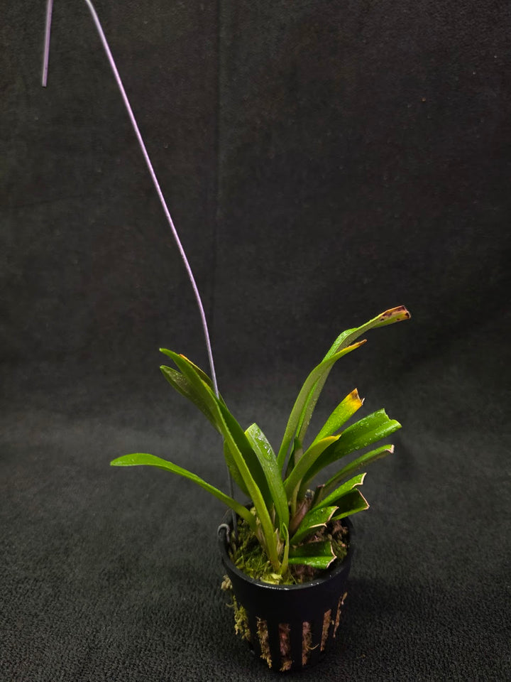 Dracula Saulii (Monkey Face Orchid) #01
