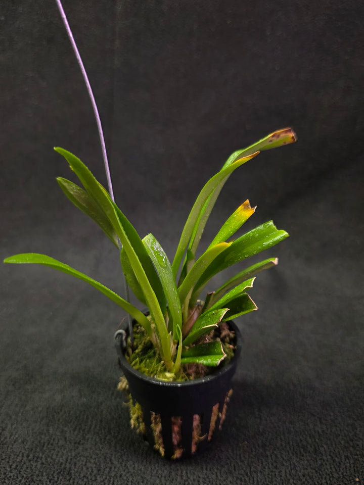 Dracula Saulii (Monkey Face Orchid) #01