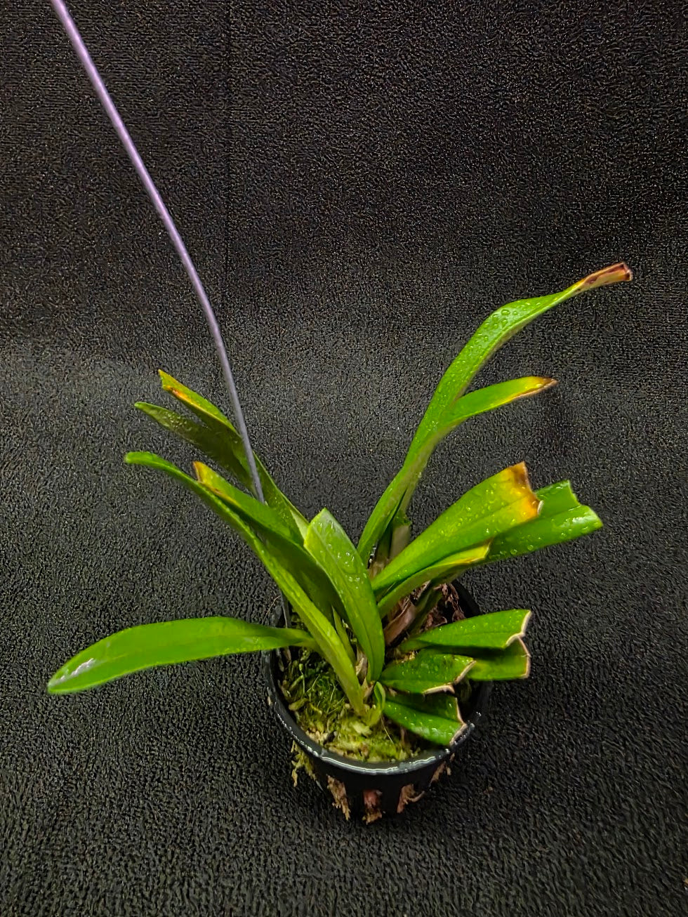 Dracula Saulii (Monkey Face Orchid) #01