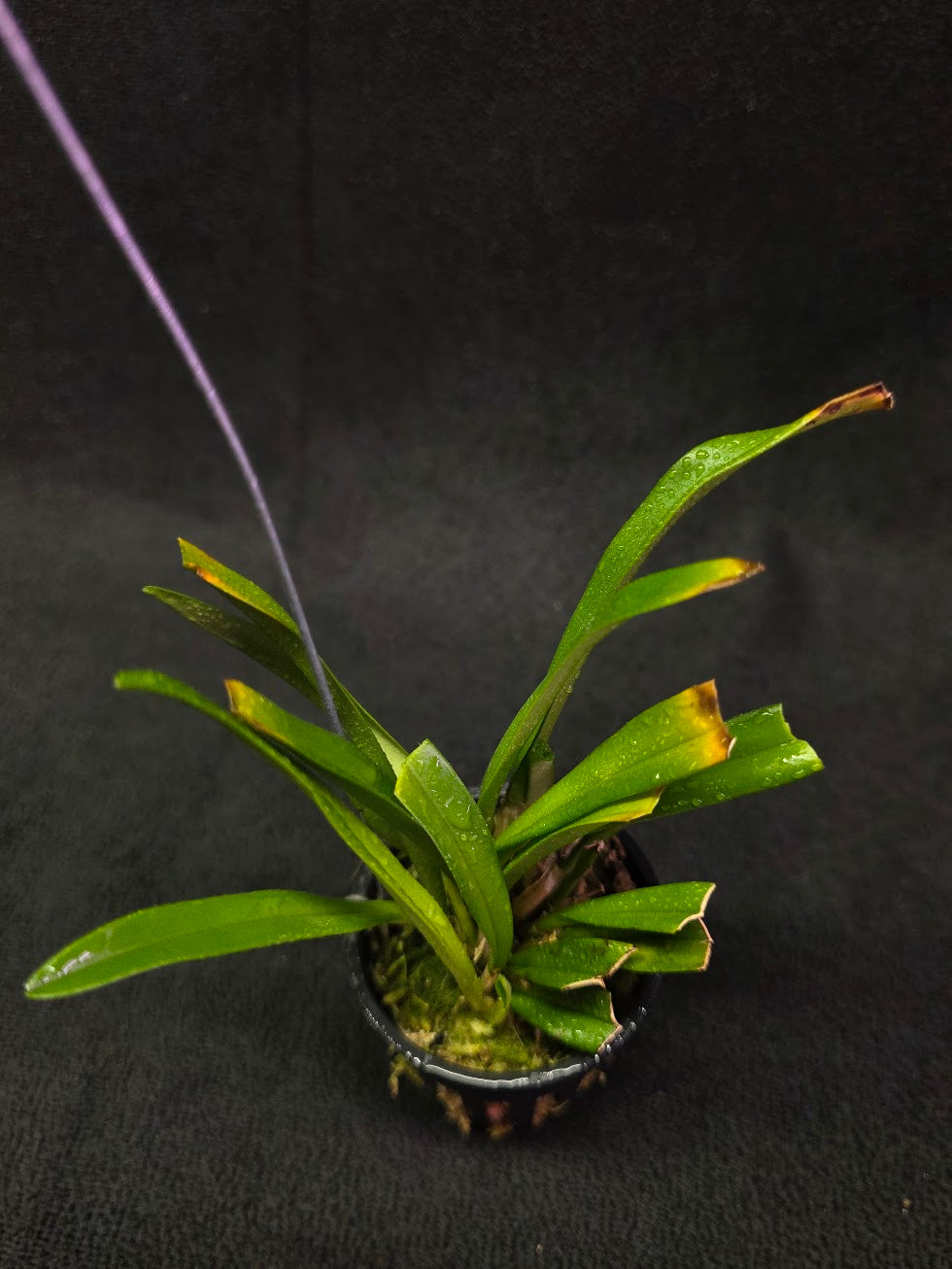 Dracula Saulii (Monkey Face Orchid) #01