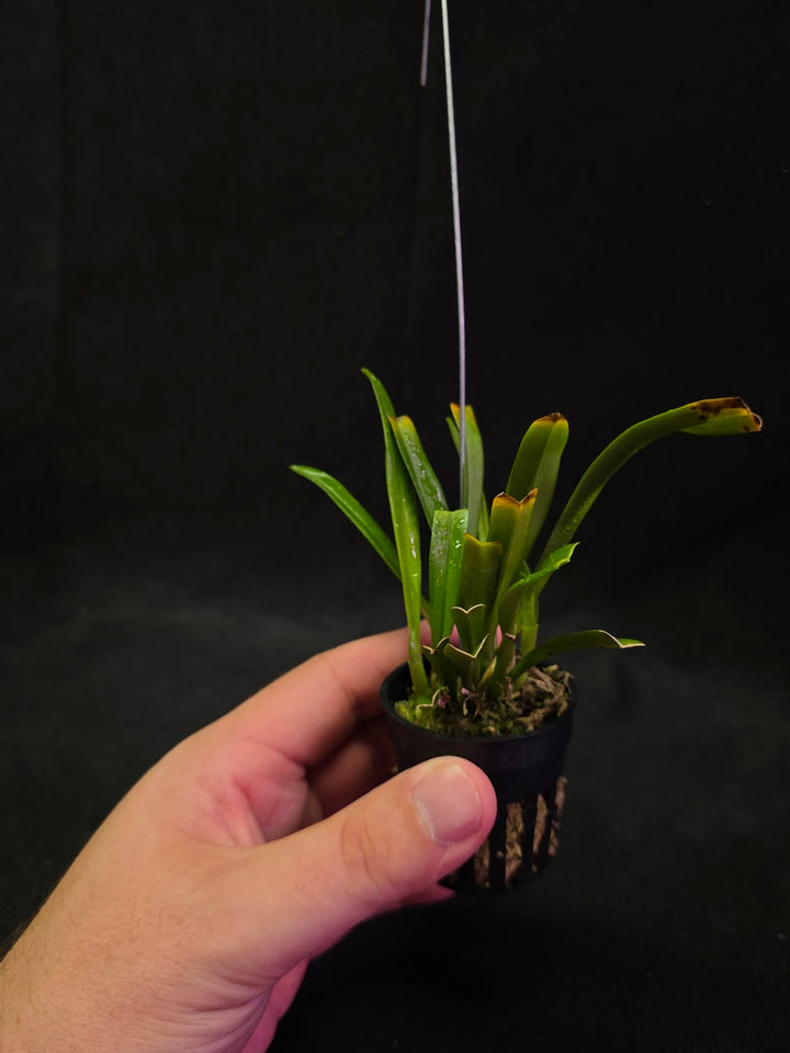 Dracula Saulii (Monkey Face Orchid) #01