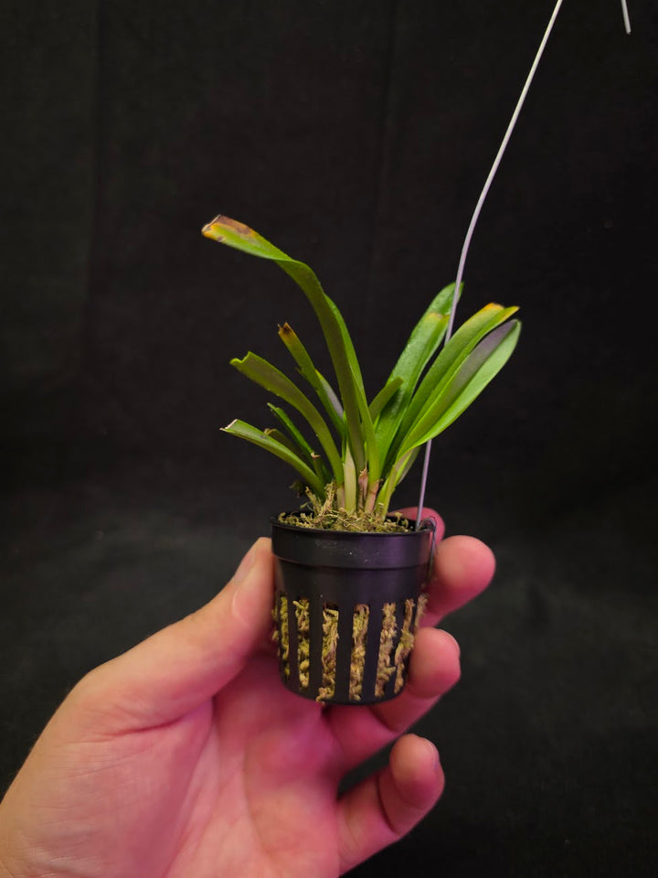 Dracula Saulii (Monkey Face Orchid) #01