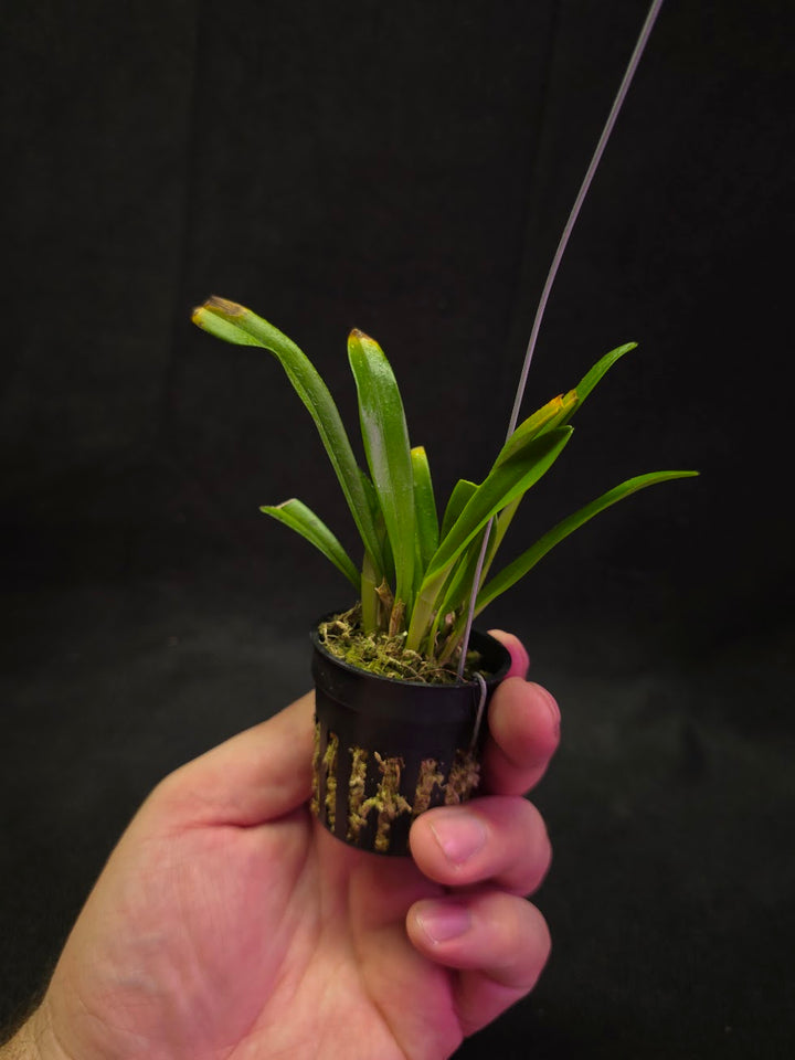 Dracula Saulii (Monkey Face Orchid) #01