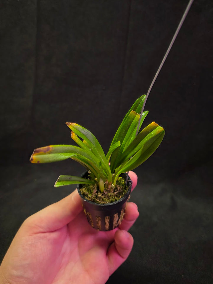 Dracula Saulii (Monkey Face Orchid) #01