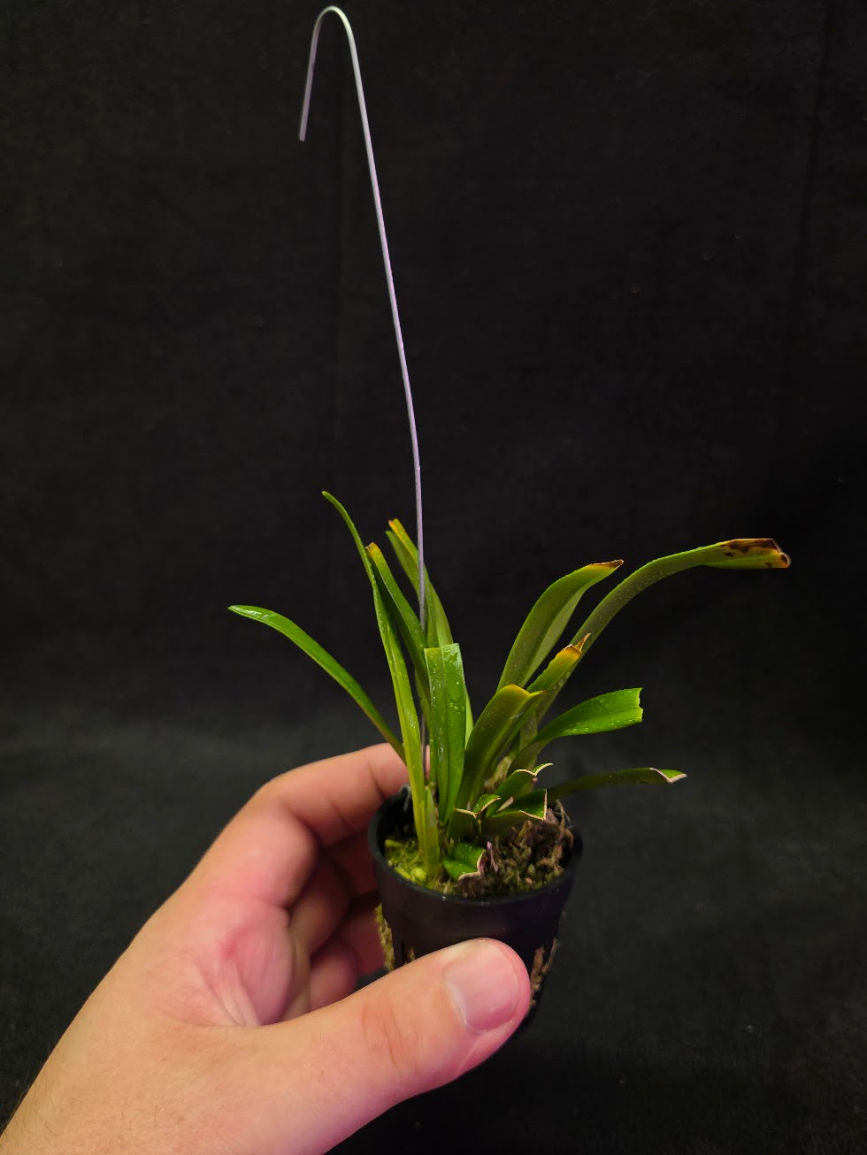 Dracula Saulii (Monkey Face Orchid) #01
