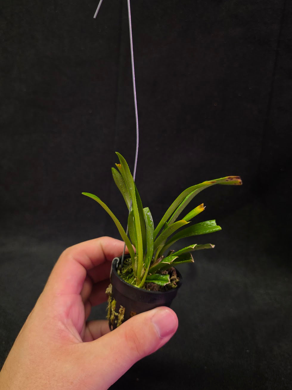 Dracula Saulii (Monkey Face Orchid) #01