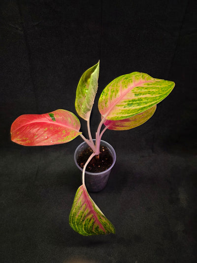 Aglaonema Full House #02