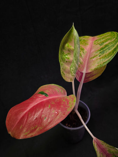Aglaonema Full House #02