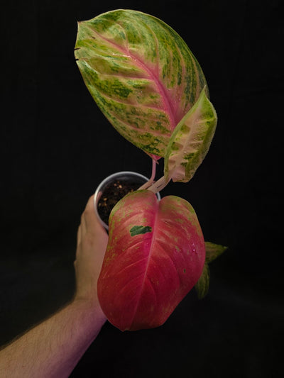 Aglaonema Full House #02