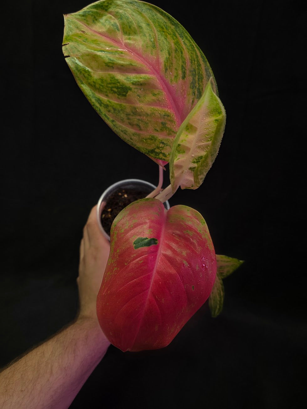 Aglaonema Full House #02