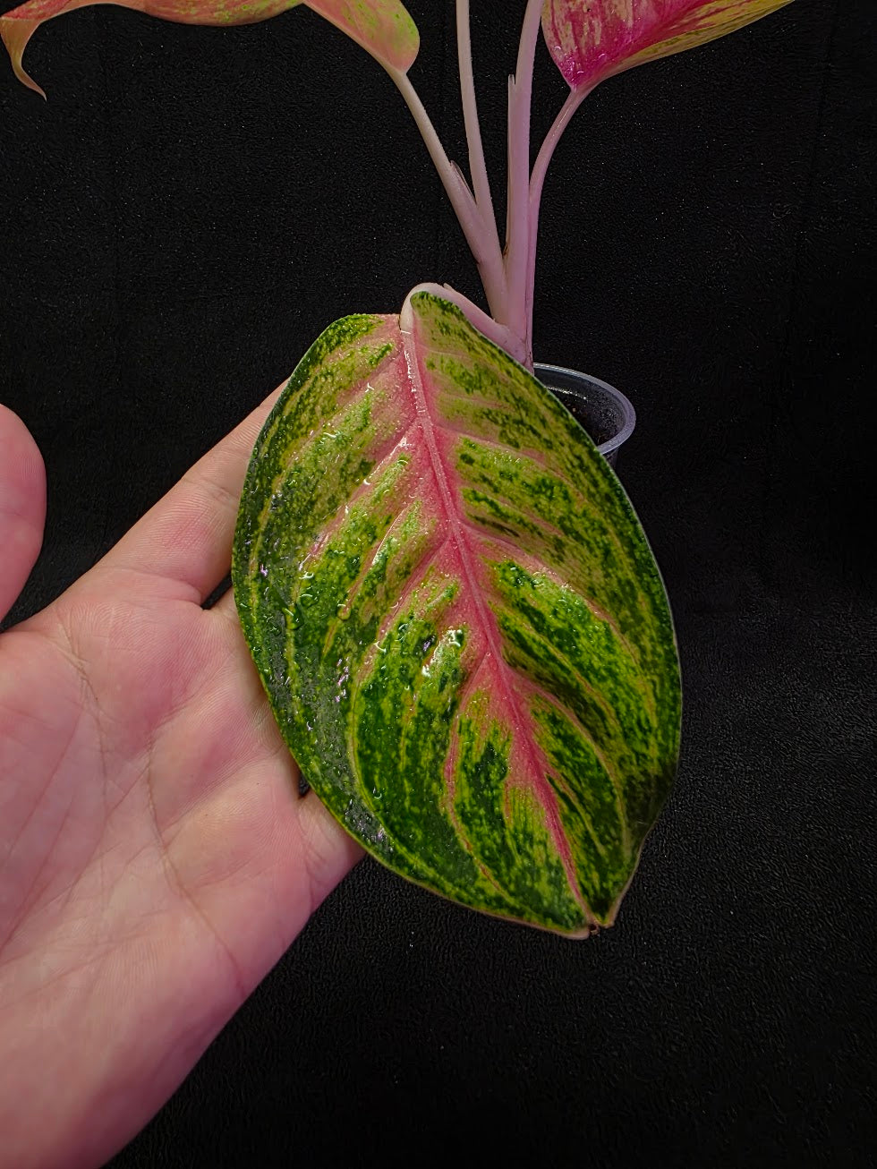 Aglaonema Full House #02