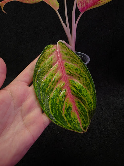 Aglaonema Full House #02