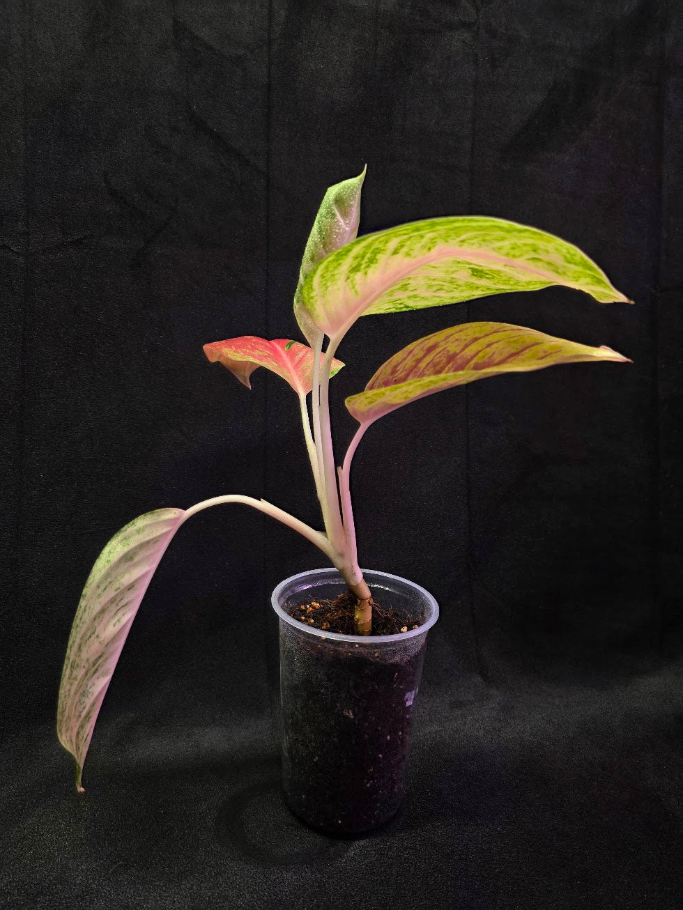Aglaonema Full House #02