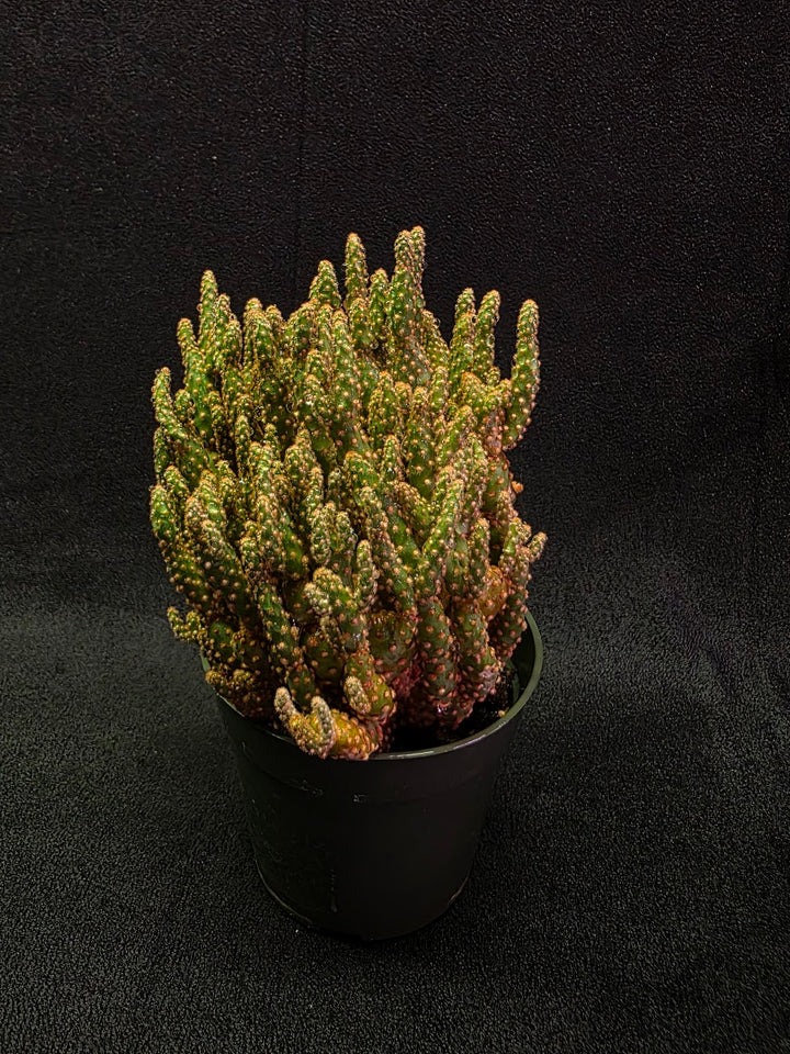 Desert Gem #02