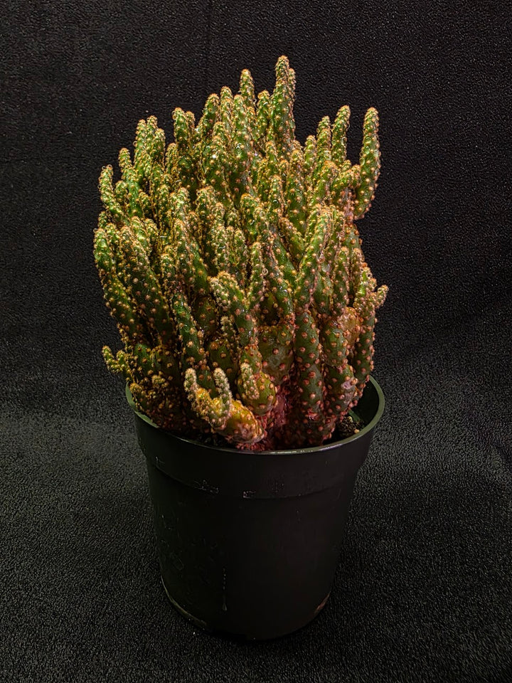 Desert Gem #02