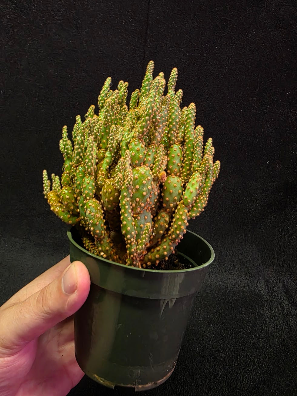 Desert Gem #02