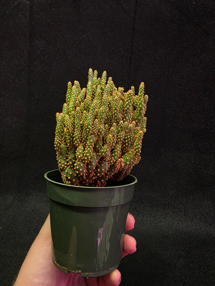 Desert Gem #02