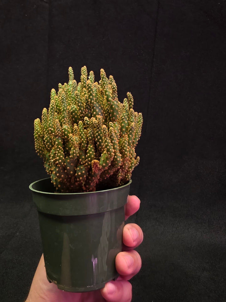 Desert Gem #02