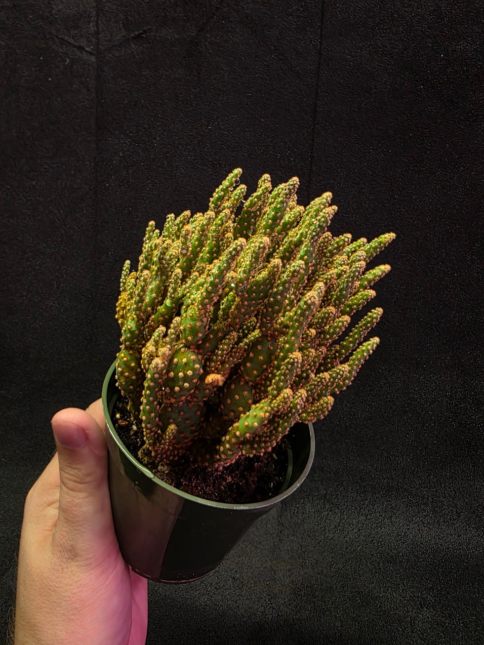 Desert Gem #02