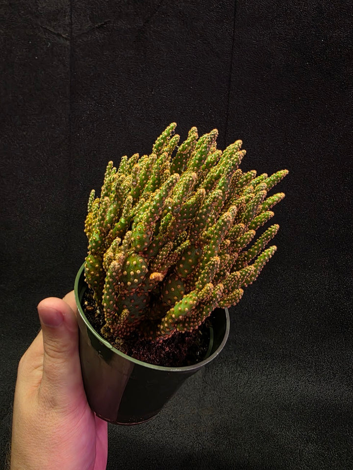 Desert Gem #02