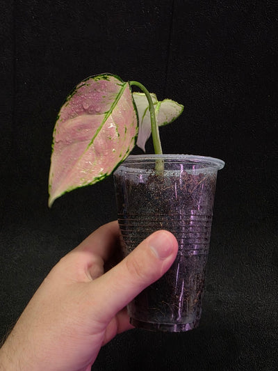 Aglaonema Anyamanee Pink #01