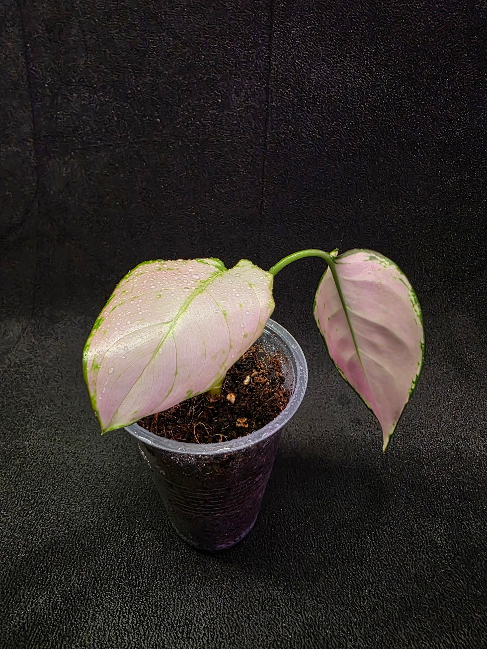Aglaonema Anyamanee Pink #01