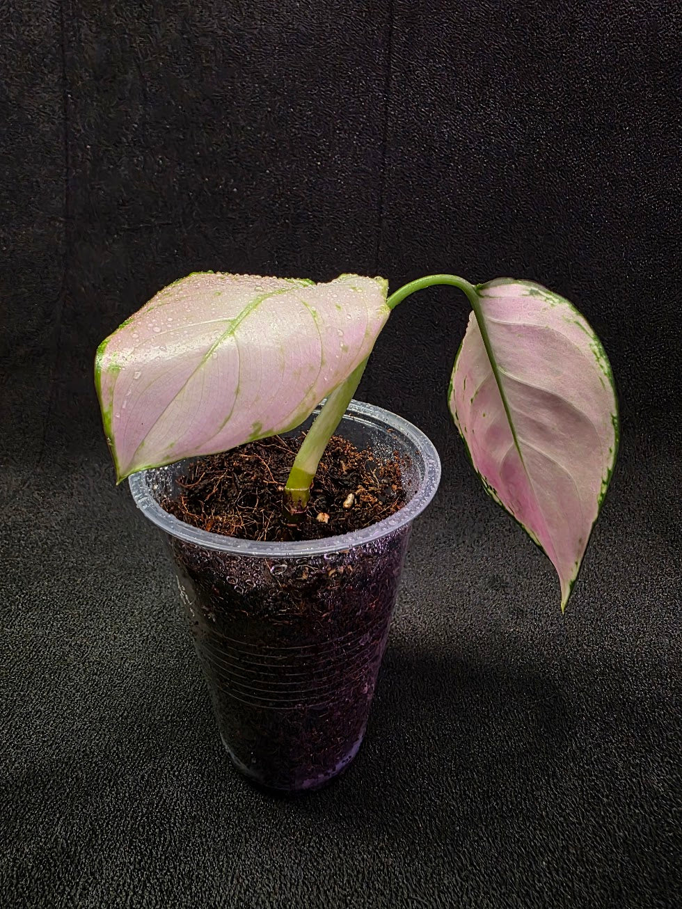 Aglaonema Anyamanee Pink #01