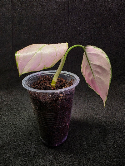 Aglaonema Anyamanee Pink #01