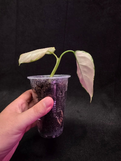 Aglaonema Anyamanee Pink #01