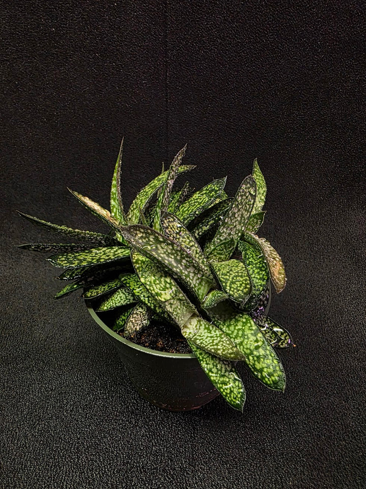 Gasteria Species #01