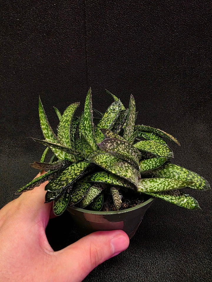 Gasteria Species #01