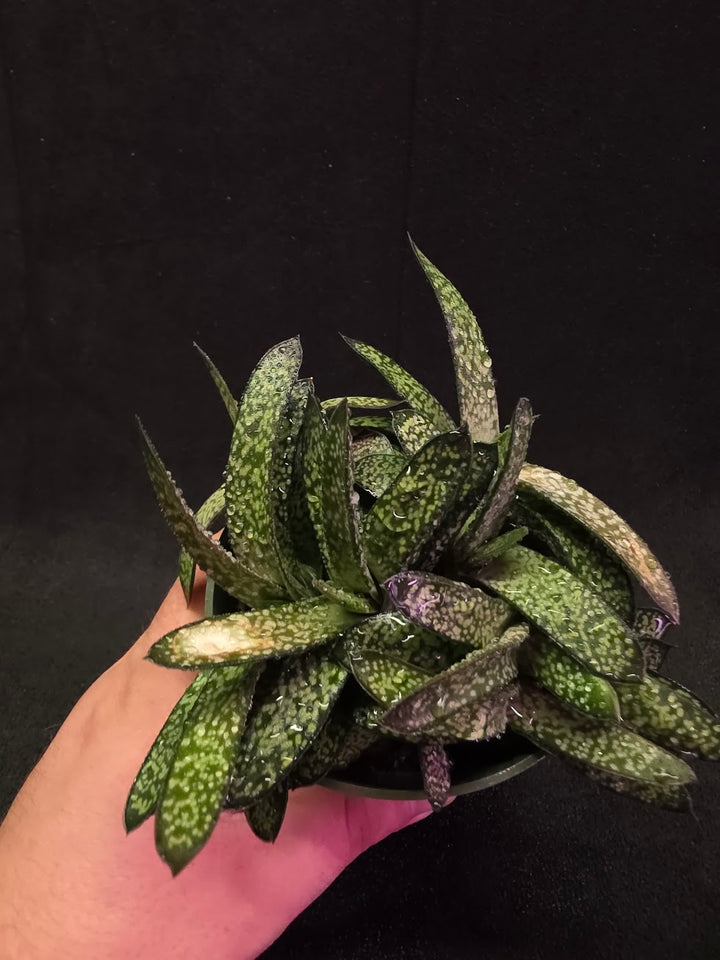 Gasteria Species #01