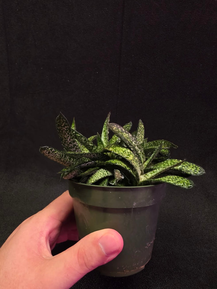 Gasteria Species #01