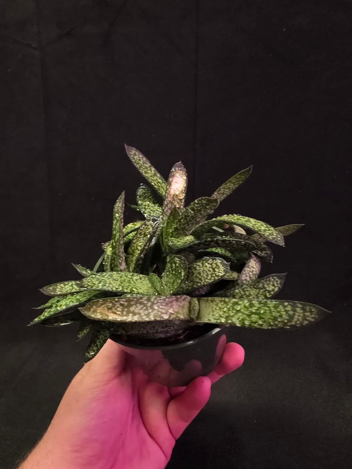Gasteria Species #01