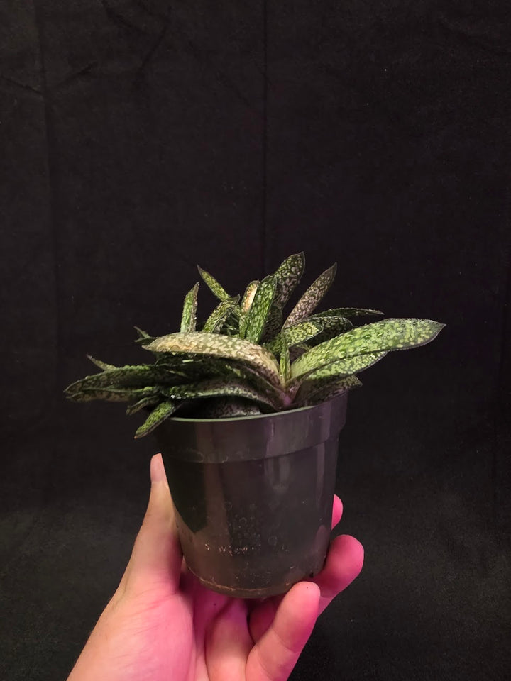 Gasteria Species #01