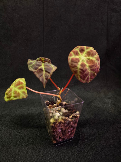 Begonia Goegoensis #01